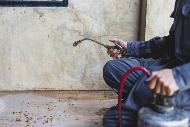 Best Flea Control Services  in Dolton, IL